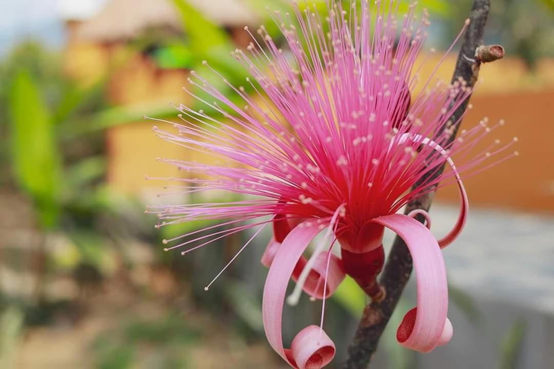 Hotel Vista Verde Huichihuayán Eksteriør billede